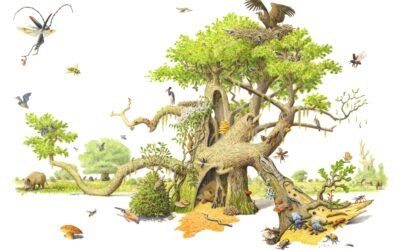 Levensloop van de eik