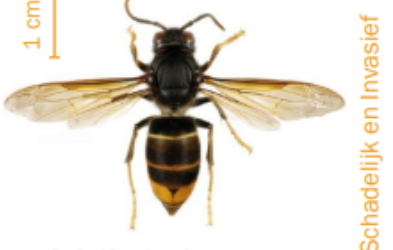 Nesten van de Aziatische hoornaar gemeld en geruimd.