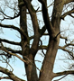 Alles over bomen