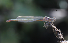 Insecten workshop