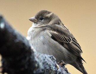 Vogelwandeling met IVN-Helden