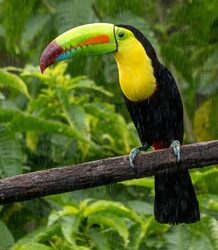 Vogels Costa Rica