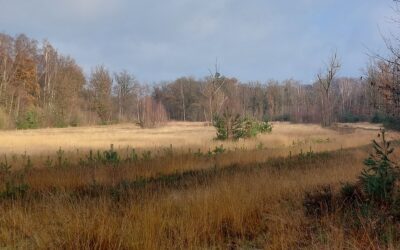 Vroege vogels wandeling
